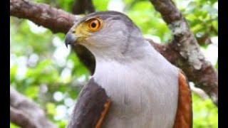 BIRD WATCHING AT RANCHO NATURALISTA  COSTA RICA [upl. by Senn]