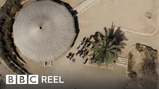 Extinct tree from the time of Jesus rises from the dead in Israel  BBC REEL [upl. by Edlin705]