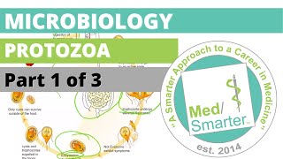 Protozoa  Microbiology  USMLE STEP 1  Part 1 of 3 [upl. by Korrie]