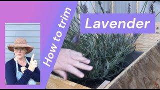 How to Trim Lavender [upl. by Soo563]