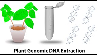 Plant genomic DNA extraction [upl. by Buttaro682]