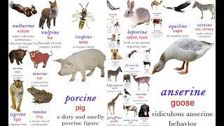 Animal Adjectives Bovine Lupine Vulpine Asinine Feline etc [upl. by Yaned]