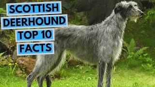 Scottish Deerhound  TOP 10 Interesting Facts [upl. by Imerej]