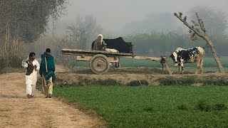 Beautiful Village Life of Punjab Pakistan  Beautiful Pakistan  Explore Pakistan [upl. by Aidan536]