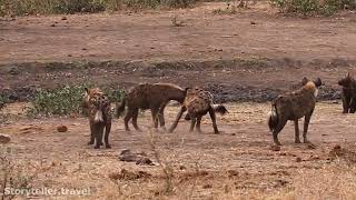 Laughing Hyena Sounds Vocalizations [upl. by Skippie]