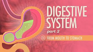 Digestive System Part 2 Crash Course Anatomy amp Physiology 34 [upl. by Gerc]