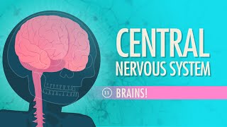 Central Nervous System Crash Course Anatomy amp Physiology 11 [upl. by Averill]