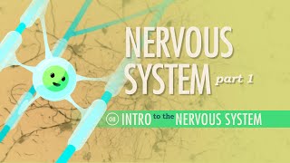 The Nervous System Part 1 Crash Course Anatomy amp Physiology 8 [upl. by Gerhardine]