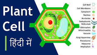 Plant cell क्या है  संरचना और कार्य  Plant Cell Model कैसे बनाना है Basic Science Series Hindi [upl. by Cathey]