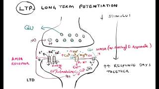 Synaptic plasticity Habituation Sensitization LTP LTD [upl. by Dowdell]