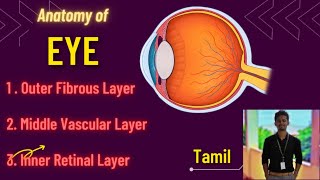 20 Anatomy of Eye  Tamil [upl. by Niawd]