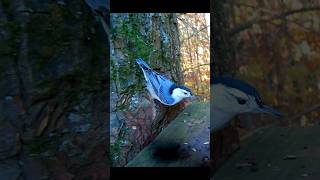 White Breasted Nuthatch Scores Some Maggots [upl. by Nirel]