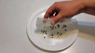 5 Ways to Cold Stratify Seeds  Plus Easy Seed Scarification Technique [upl. by Felicio]