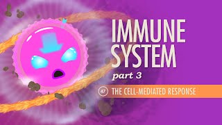 Immune System Part 3 Crash Course Anatomy amp Physiology 47 [upl. by Arza]