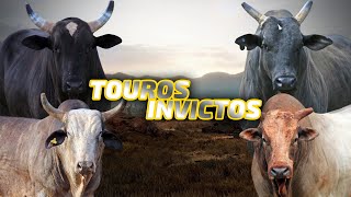 Os TOUROS INVICTOS do CRP [upl. by Hadria]