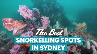 The Best Snorkelling in Sydney [upl. by Samson]