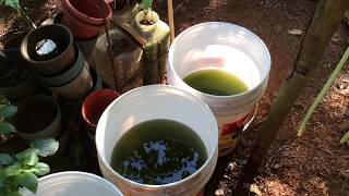 How to grow Green Water Algae [upl. by Neerom]