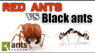 WHO WINS RED ANTS VS BLACK ANTS [upl. by Ede]