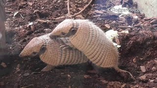 Armadillo  Whos The Daddy [upl. by Cordalia]