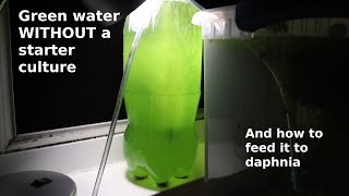 Green Water WITHOUT a Starter Culture  From Scratch  How To [upl. by Orhtej732]