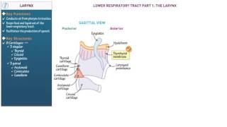 Anatomy and Physiology Larynx [upl. by Leahcim]