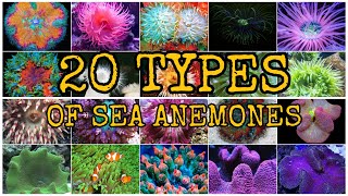 20 TYPES OF SEA ANEMONES [upl. by Hoi]