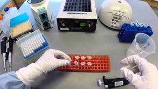 DNA Extraction Protocol  Part 1 [upl. by Ybroc]