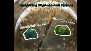 How To Culture Daphnia and Moinas using Green Water Spirulina powder [upl. by Ymled]