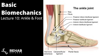 Biomechanics Lecture 10 Ankle amp Foot [upl. by Einnek532]