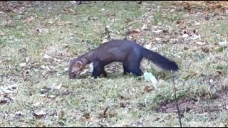 Mating Stone Martens Marten behaviour and noises [upl. by Radbourne490]