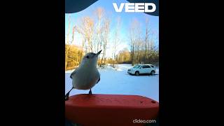 White Breasted Nuthatch Dance Moves  Bird Buddy [upl. by Dyche]