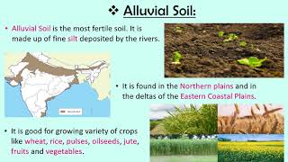 Soils of India CBSE SSTEVS Class 4 [upl. by Rendrag]