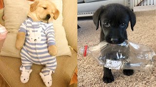 Şirin Yavru Köpek VideolarıKomik ve EğlenceliBaby DogsCute and Funny Dog Videos Compilation9 [upl. by Deni]