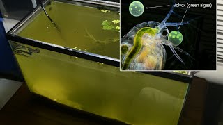 Raising Daphnia for the Freshwater Aquarium [upl. by Imuyam]