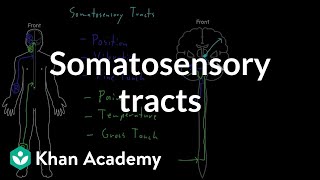 Somatosensory tracts  Organ Systems  MCAT  Khan Academy [upl. by Novonod]