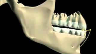 Mandibular Movement 3D [upl. by Lunneta118]