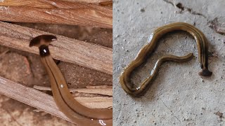 Hammerhead Flatworms Are Gross and Bad [upl. by Minton]