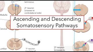 Spinal somatosensory pathways [upl. by Lengel]