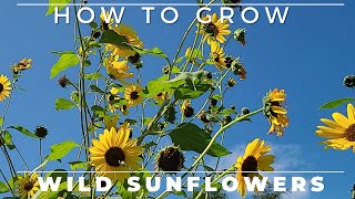 Wild Sunflower  Complete Grow and Care Guide [upl. by Gorden659]