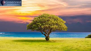 Serotonin Release Music with Alpha Waves  10 Hz Binaural Beats Healing Music Happiness Frequency [upl. by Kimura]