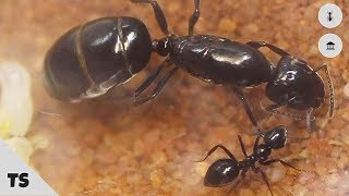 A practical guide to identifying ants [upl. by Linskey]