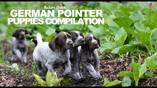 German Pointer Puppies Compilation [upl. by Nicholas]