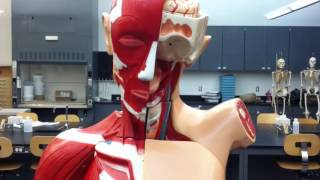 Respiratory Anatomy in the lab [upl. by Kassie345]