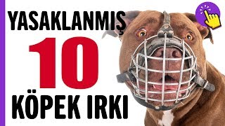 Yasaklanmış 10 köpek ırkı  Hayvanlar Alemi  Aklında olsun [upl. by Aroda831]