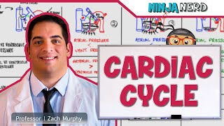 Cardiovascular  Cardiac Cycle [upl. by Hevak]