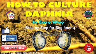 HOW TO CULTURE DAPHNIA In Easy Way [upl. by Salis164]