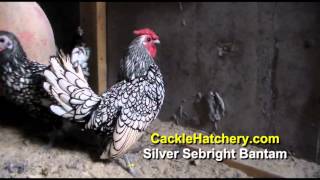 Silver Sebright Bantam Chicken Breed Breeder Flock [upl. by Krock]