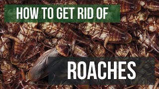 How To Get Rid of Cockroaches Guaranteed 4 Easy Steps [upl. by Aropizt]