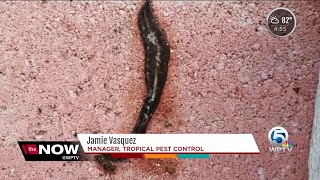 New Guinea flatworms spreading through Florida [upl. by Nabe]