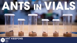 How To House Queen Ants in Vials  Ant Keeping 101 [upl. by Honor]